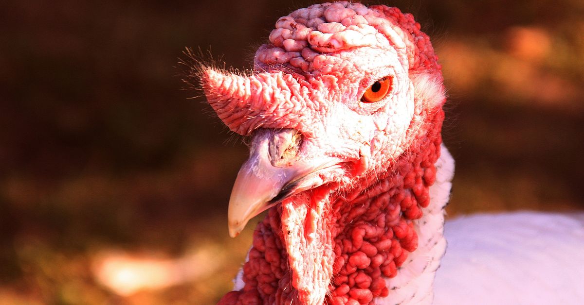 Mock Thanksgiving Turkey-Free Feasts
